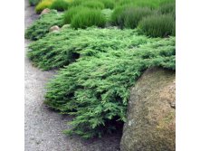 95,7.  Juniperus sabina Rockery Gem.jpg