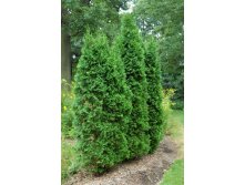 95,7.  Thuja occidentalis Pyramidalis Compacta.jpg