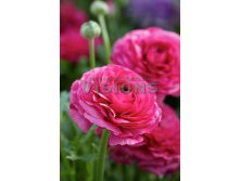 Ranunculus-Mache-Rose.jpg