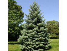 150,7.  Abies concolor.jpg