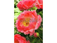 Paeonia-Coral-Sunset.jpg