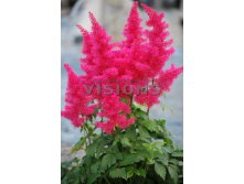 Astilbe Drum and Bass.jpg