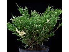 106,7.  Juniperus horizontalis Andorra Variegata.jpg