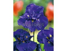 Iris Blue Pompon.jpg