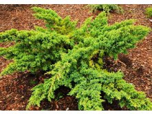 95,7.  Juniperus squamata Hunnetorp.jpg