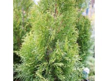 113,3.  Thuja occidentalis White Smaragd.jpg