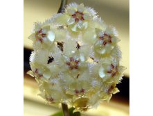 Hoya erythrina (GPS 10143)-   ...