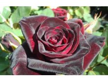 Black Magic (Блэк Мэджик)  или роза Черная магия,180р