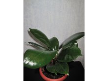 Бокальчатоприлистниковый cyathistipula