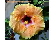 Tahitian Apricot Splendor