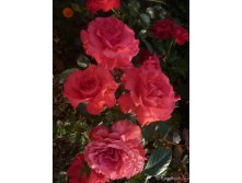 558953a383d7f rosa roza dizzy heights c5 - 550r.jpg