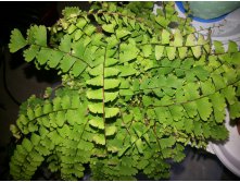 Adiantum caudatum