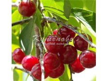 Вишня  сорт Любская в коробке  270р