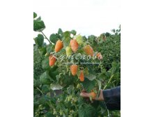 Малина   "Желтый гигант"  130р
