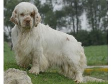 Clumber-spaniel4-600x480.jpg