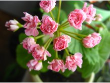 Australian Swanland Pink Rosebud