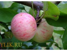 Коричное полосатое  240р