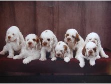 Cute-clumber-spaniel-puppies.jpg