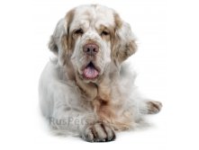 Klamber-spaniel.jpg