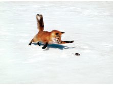 Fox in nature-1024x768.jpg