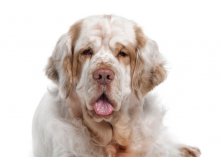 Clumber-Spaniel-iStock 000011931266 Double.jpg