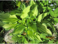    (Hosta fortunei Albopicta)  (,     )