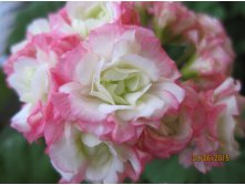Пеларгония Appleblossom Rosebud-2.JPG