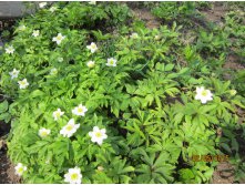 Anemone nemorosa