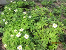 Anemone nemorosa