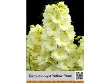  Yellow Pearl  1  129.00.