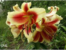    (Holland Beauty) -   5 .,    155 ..jpg