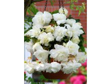    (Pendula White) -   2 .,    84 ..jpg