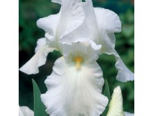   (Avanelle) -   1 .,    99 ..jpg