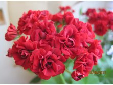 Пеларгония Bornhol-mpelargon Rosebud.JPG
