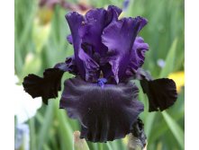    (Black Night) -   1 .,    109 ..jpg
