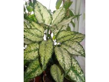 Aglaonema "First Diamond"