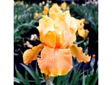    (Apricot Silk) -   1 .,    109 ..jpg