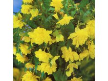    (Pendula Yellow) -   2 .,    84 ..jpg