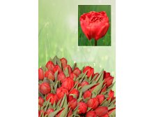 Ларго   43 руб.  Заказ кратно 10 шт!!!