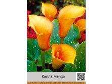  Mango  1  75.00.