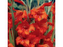    (Fire Ruffle) -   10 .,    85 ..jpg