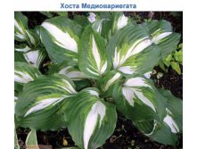   (Mediovariegata) -   1 .,    59 ..jpg