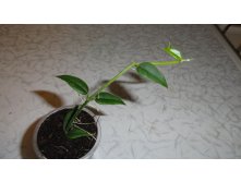 Hoya bella -  100 - 150  руб.