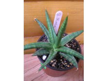 Sansevieria minnie