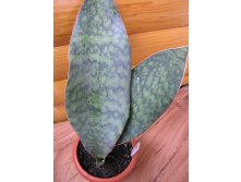 Sansevieria masoniana