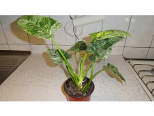 Philodendron giganteum variegata-    -  ....