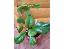 Hoya Viola