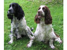 Springer-spaniel1.jpg