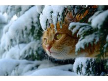 260037-2015-12-12-Cats and snow  1.jpg.jpg