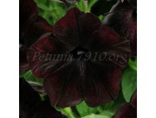 Петуния Debonair Black Cherry черенок 70р